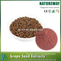 Hot Selling 100% Natural Organic 98% Proanthocyanidins (OPC) grape seed extract